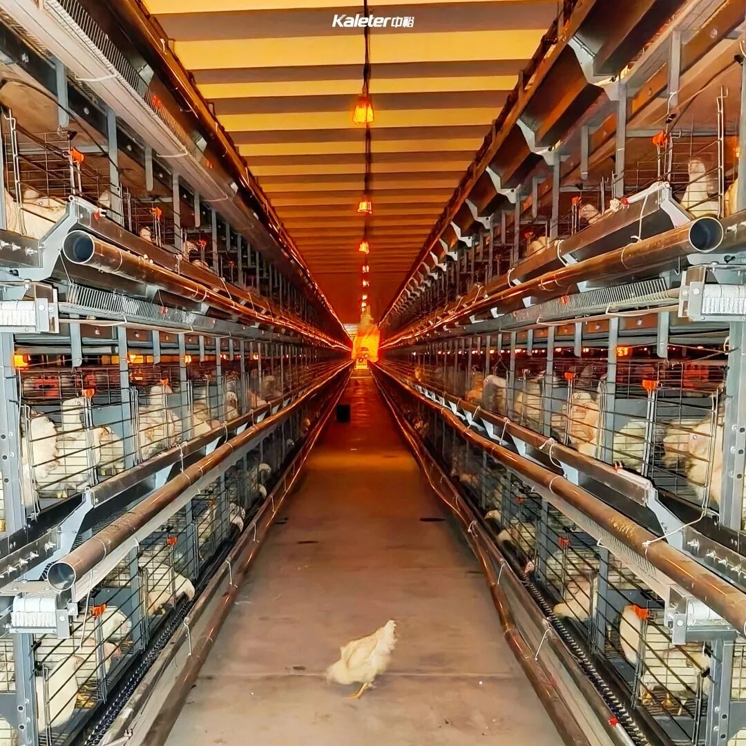 Centre aisle of a Kaleter breeder cage house with birds in the cages on both sides