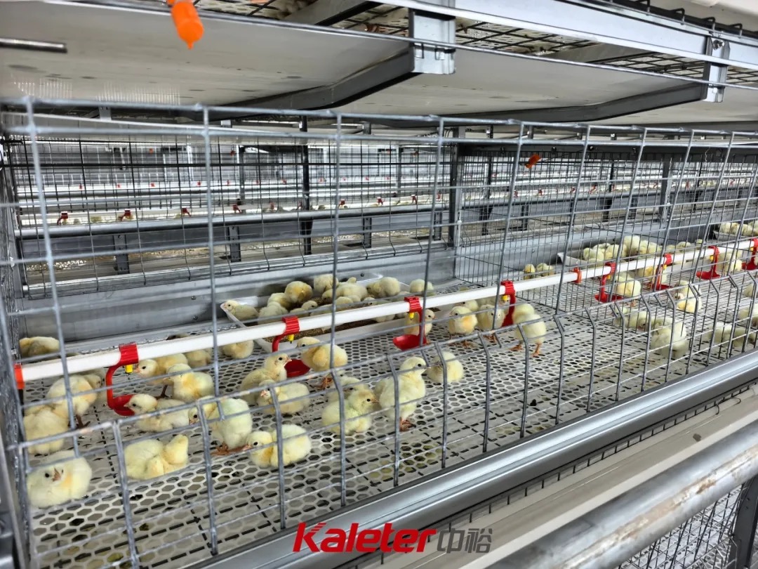 Close-up of day-old chicks feeding inside a four-tier welfare broiler cage