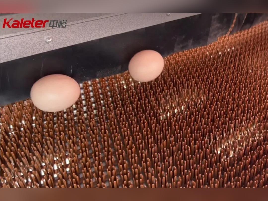 Close-up of eggs rolling down the sloped laying box onto the cushioned collection belt