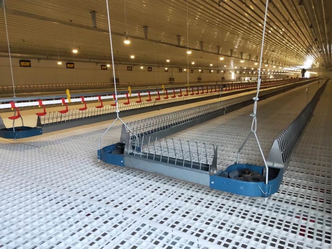 Suspended hen chain feeding line hanging from the ceiling of a poultry house