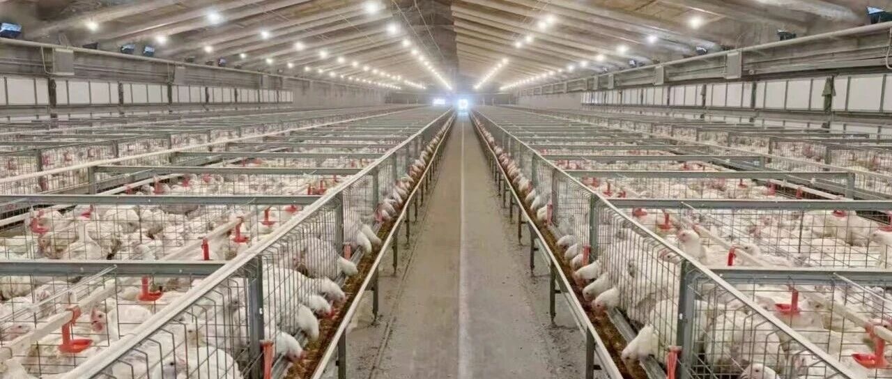 Broiler house interior with rows of feeders under a fully enclosed roof