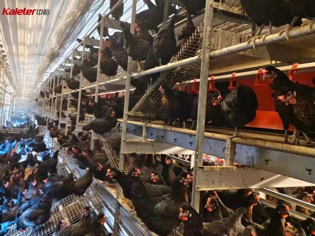 Interior of Kaleter's welfare cage equipment with hens on tiered perches