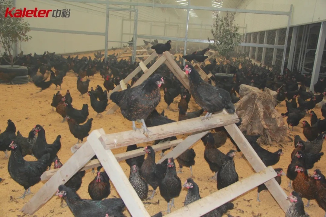 Hens on litter flooring with wooden perches inside a Kaleter cage-free layer house