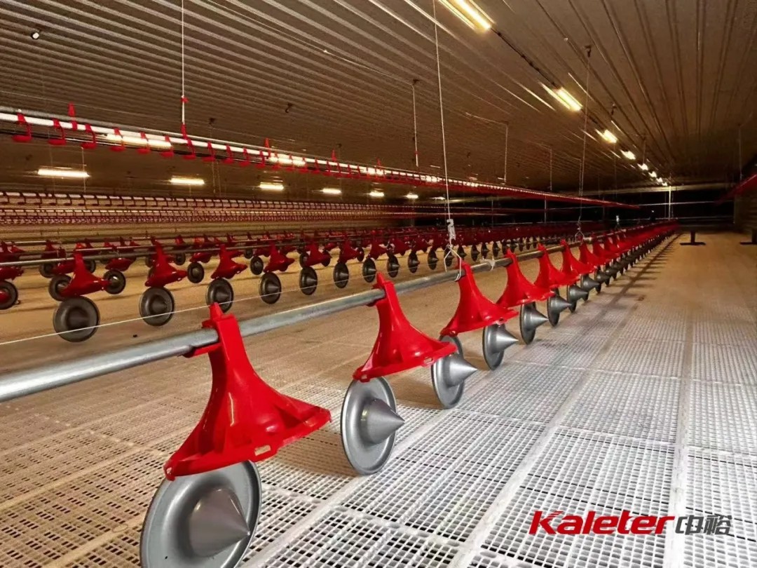 Row of Kaleter smart feed pans installed along a broiler house feed line