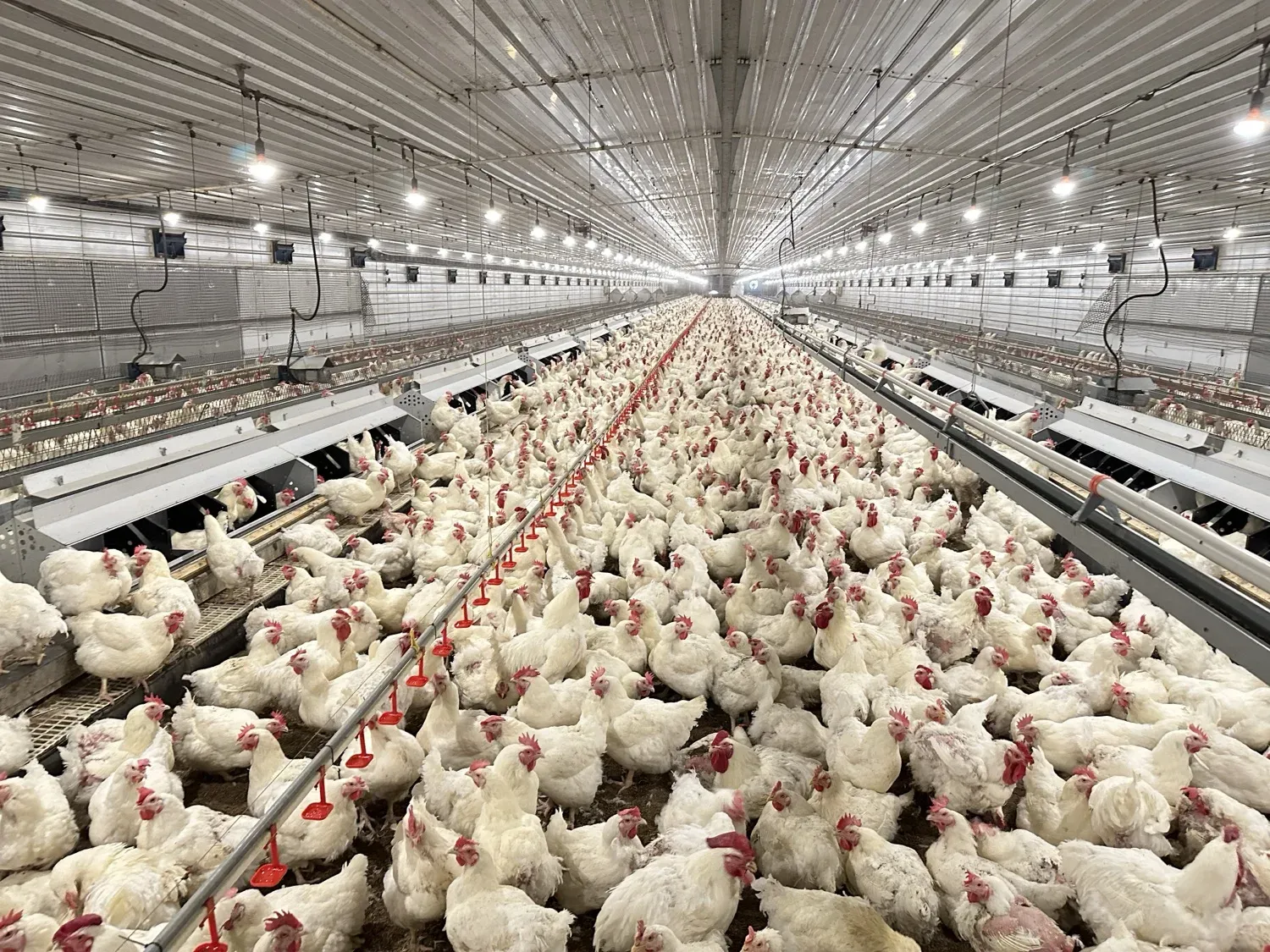 Breeder house floor system with nests and feed lines