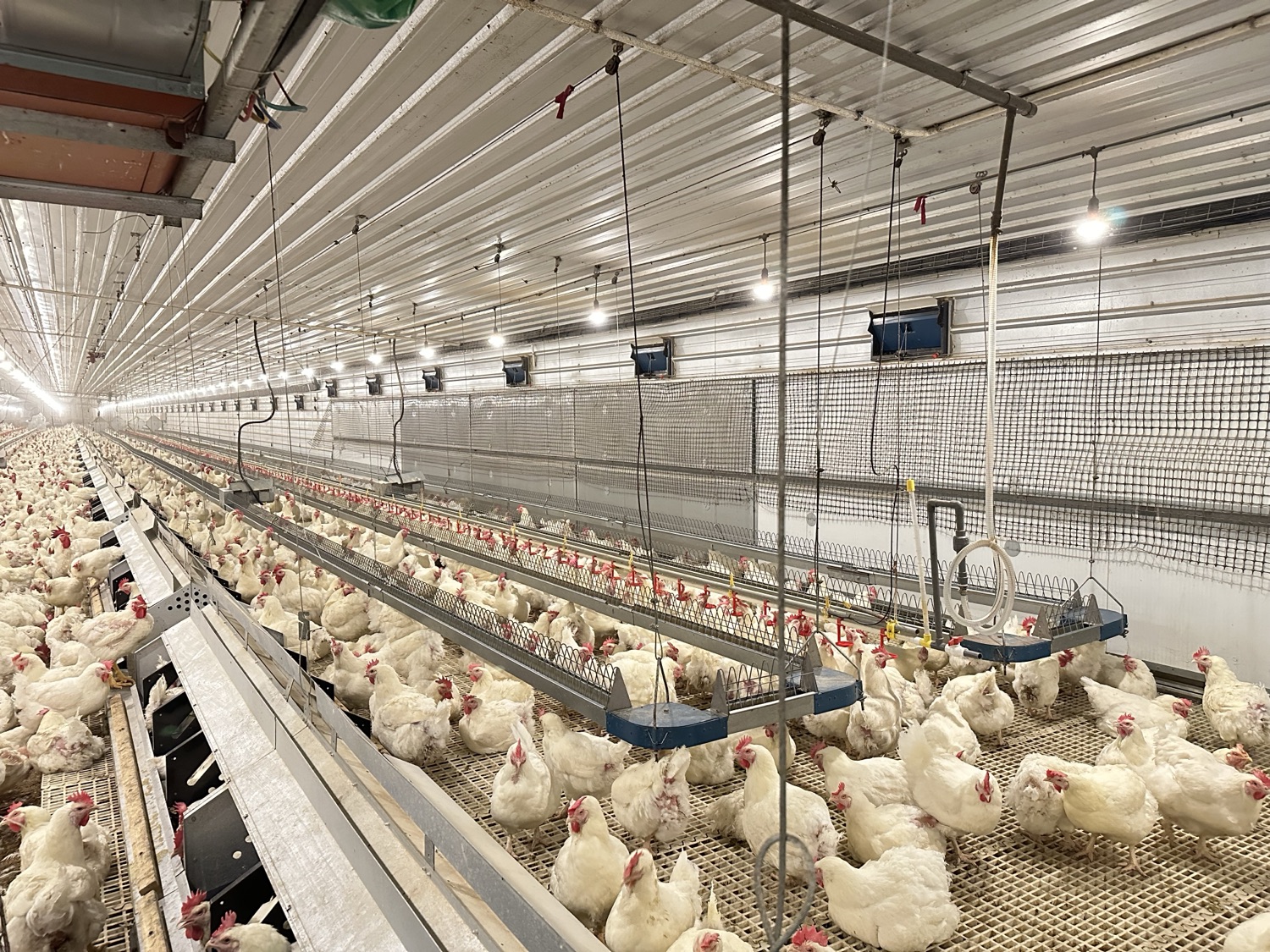 Feeding Systems