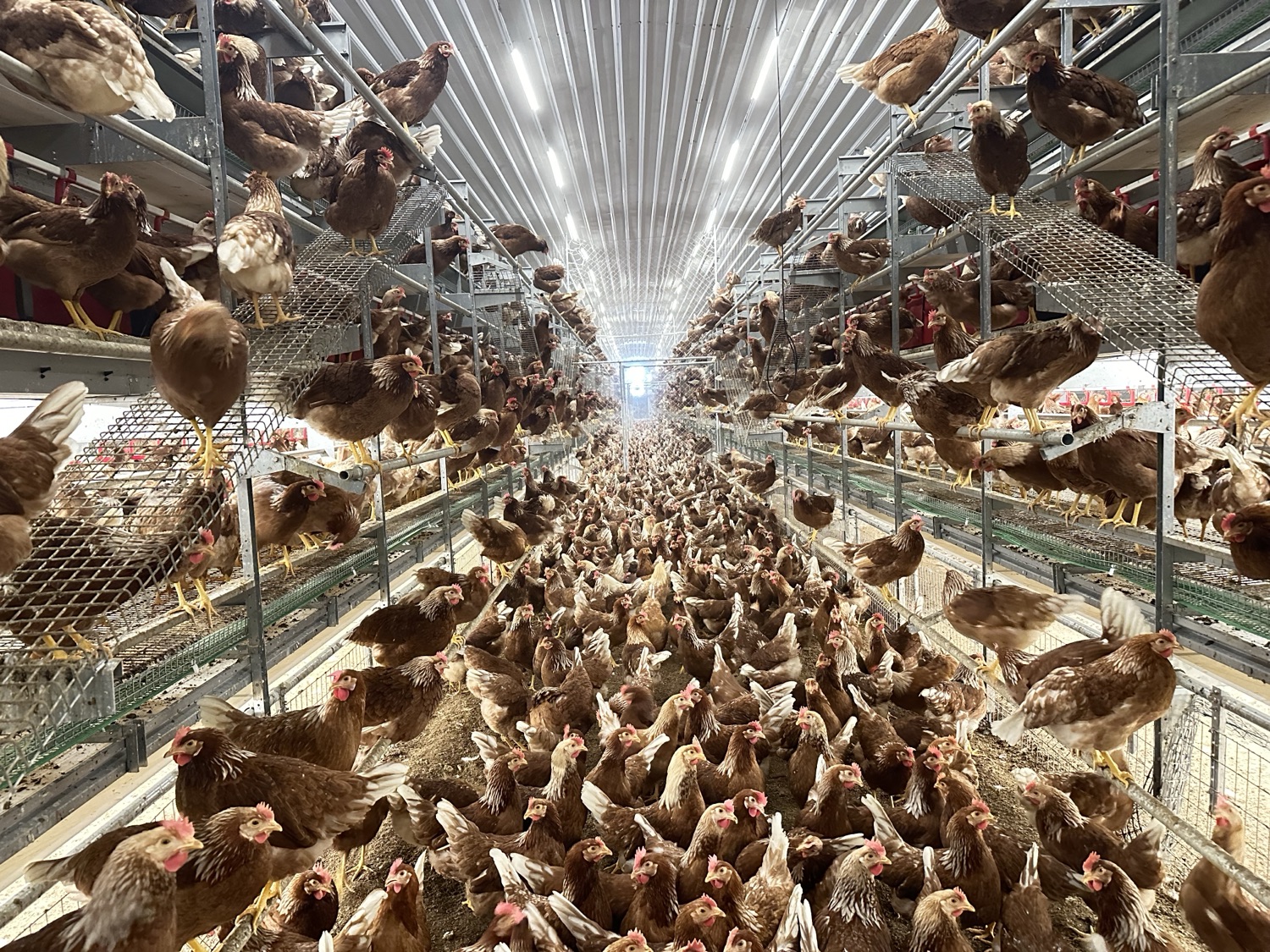 Layer aviary (welfare) system