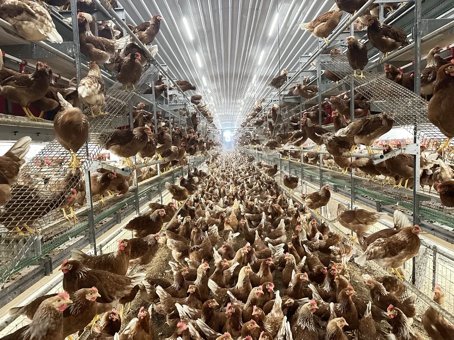 Multi-tier aviary system inside a cage-free layer house
