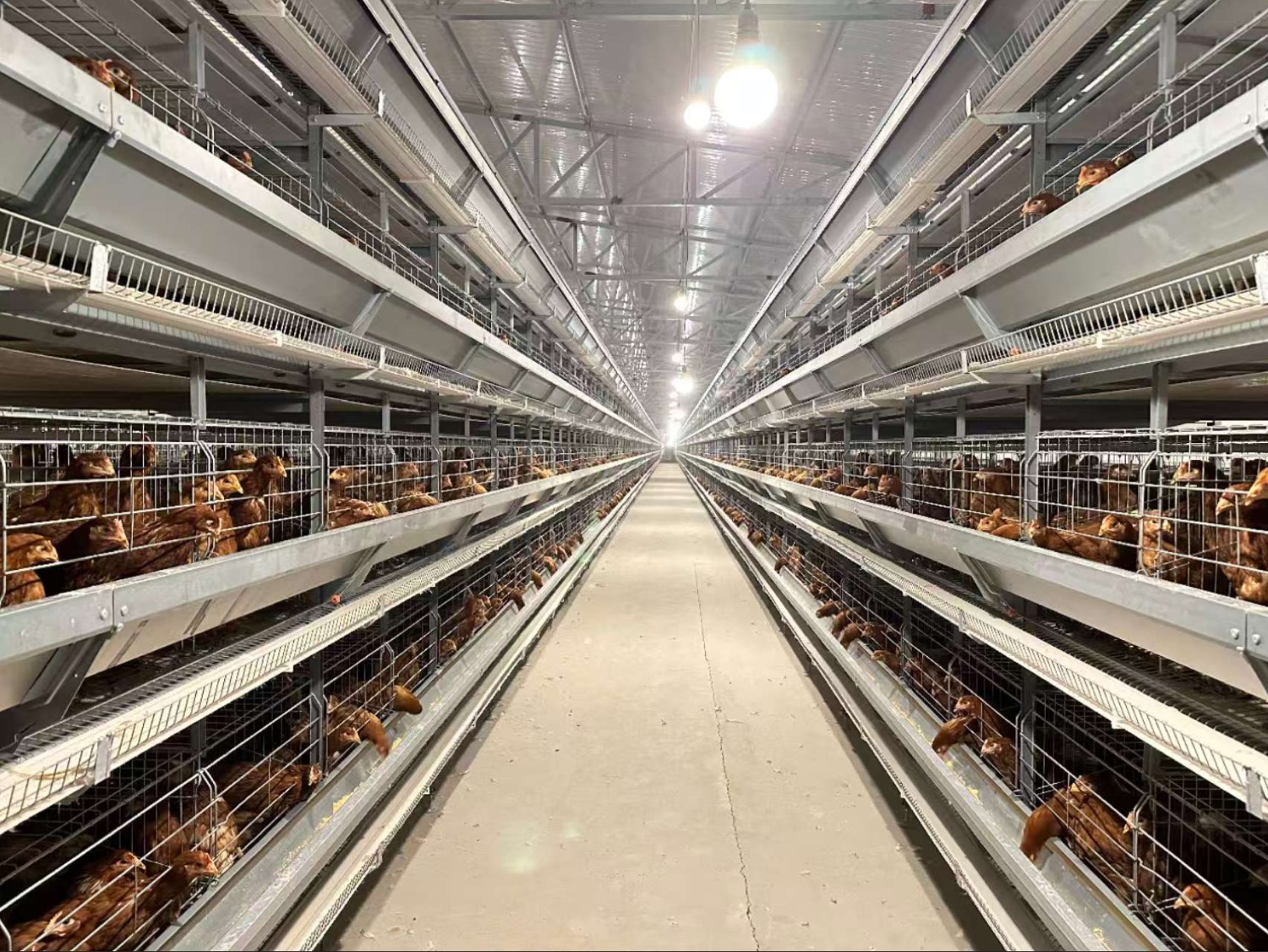 Layer battery cage system